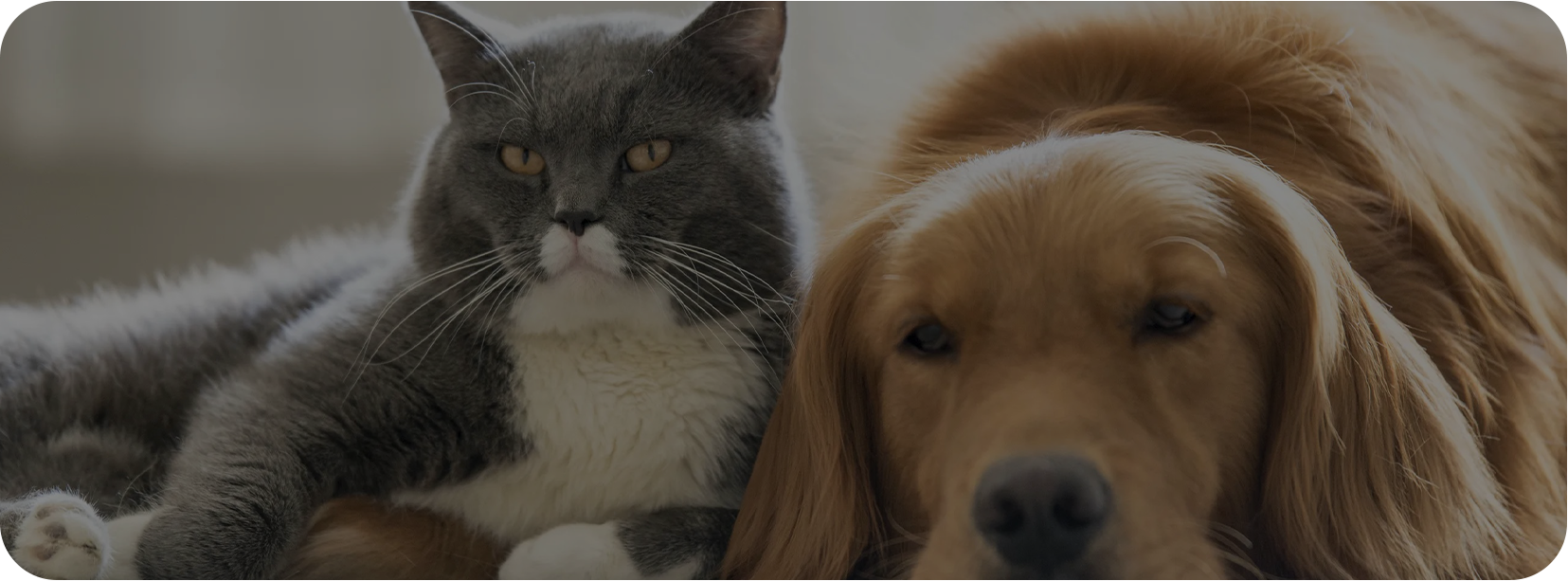 Domáce zviera (Haian) Co., Ltd