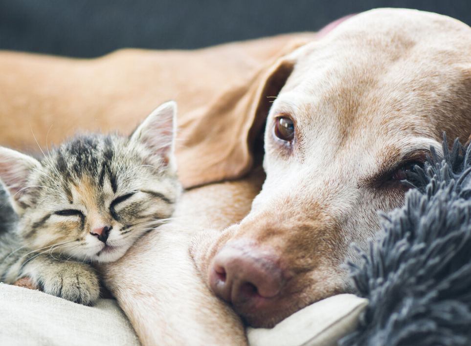 Domáce zviera (Haian) Co., Ltd